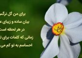 گل نرگس ؛ مجموعه متن‌ های عاشقانه و دلنوشته‌ های احساسی