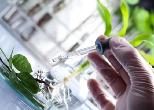 حجم تولید مواد غذایی در جهان با چند راهکار نانویی قابل افزایش است